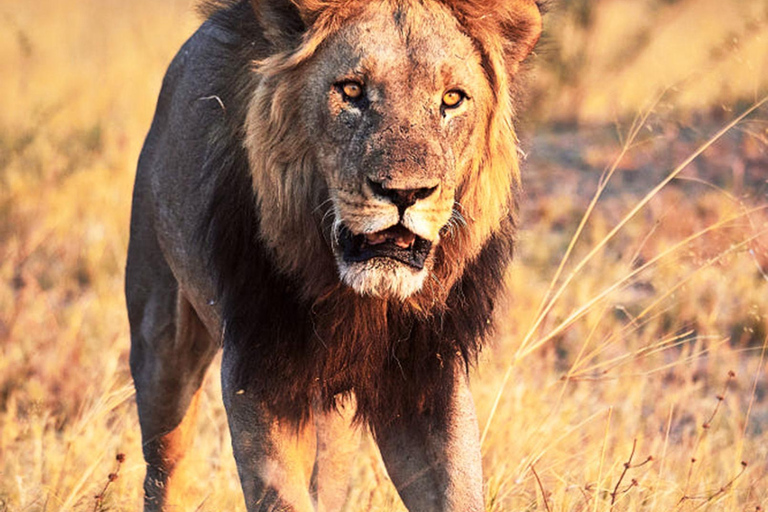 Botswana: Savuti, Khwai, & Moremi 7-Day Mobile Safari