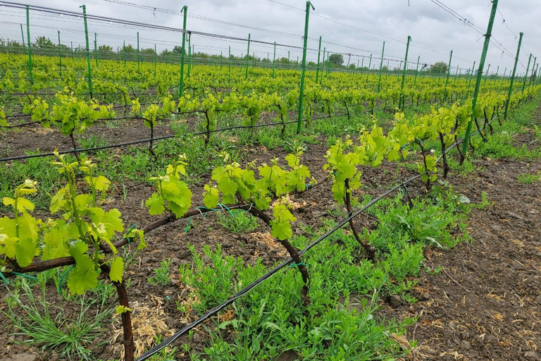 Visite d&#039;un vignoble familial avec visite de la montagne Candy Cane