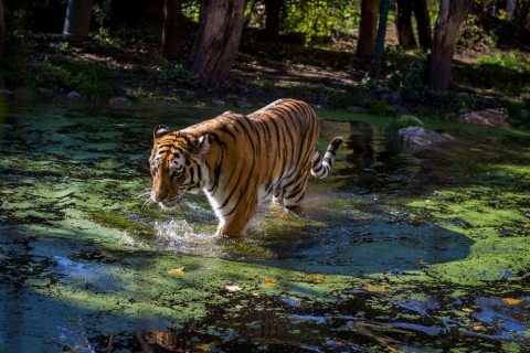 From Delhi: Golden Triangle Private Tour with Ranthambore With 5-Star Hotels