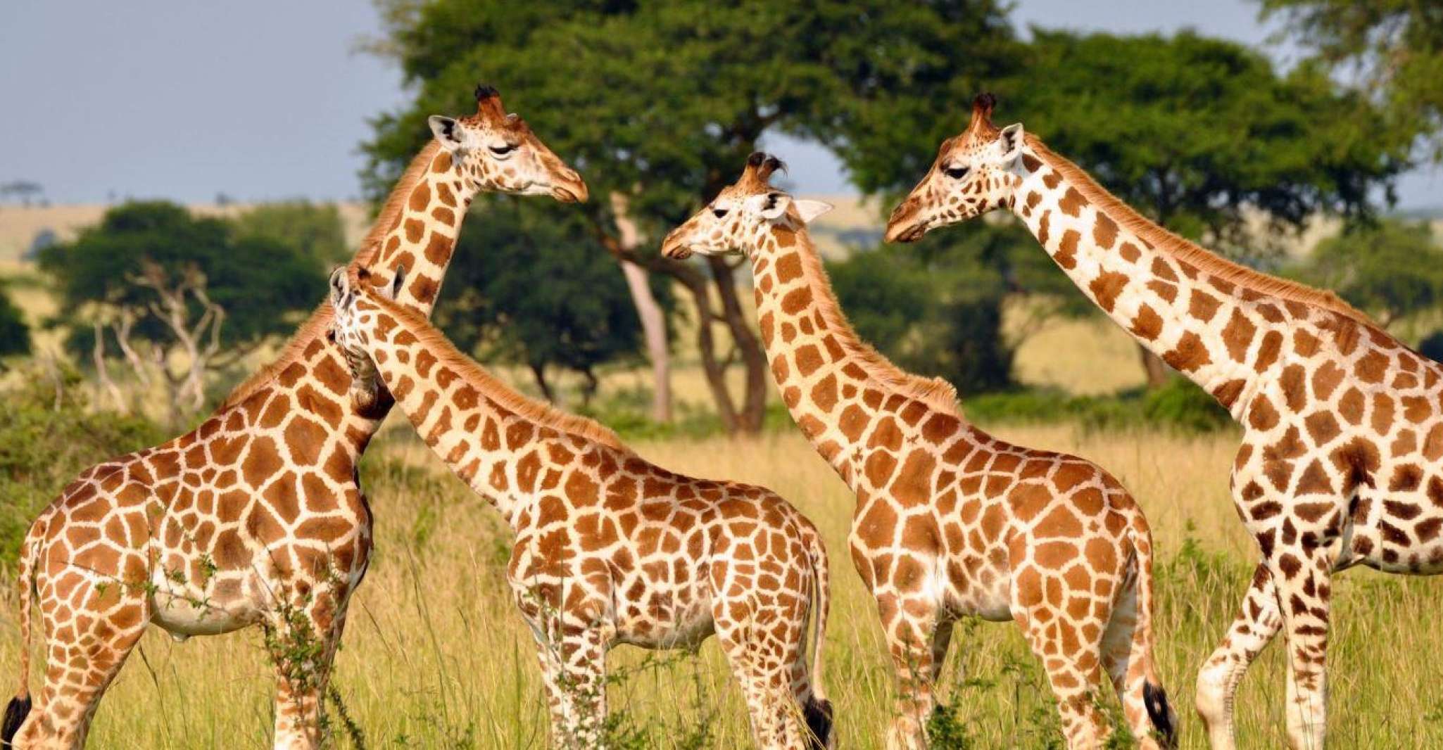 Half-Day Tala Game Reserve & Phezulu Safari Park from Durban - Housity