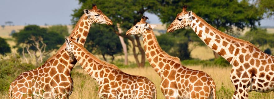 1/2 journée au parc safari de Phezulu et au parc des lions du Natal au départ de Durban