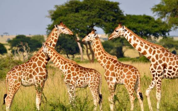 1/2 Tag Phezulu Safari Tour ab Durban