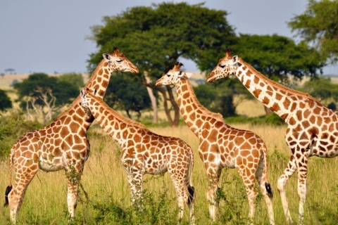 1/2 Day Phezulu Safari Park & Natal Lion Park from Durban