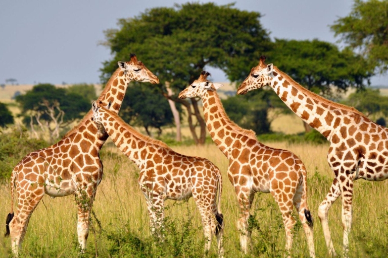 Hluhluwe & Isimangaliso Wetlands Park 2 daagse tour vanuit Durban
