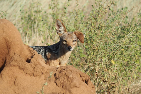 Nairobi: 3-Day Samburu National Reserve Safari Tour