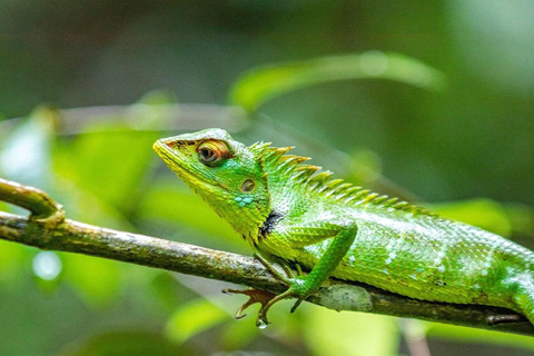 Kanneliya the Biodiversity Hot Spot Trekking from Galle