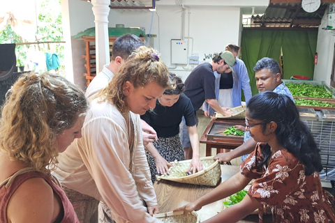 Ella: Organic Tea Plantation Tour with Tea Making & Tasting