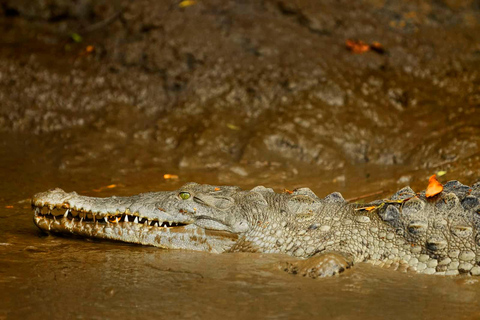 Parque Nacional de Carara: Melhor Tour Parque Nacional de Carara - Um dia