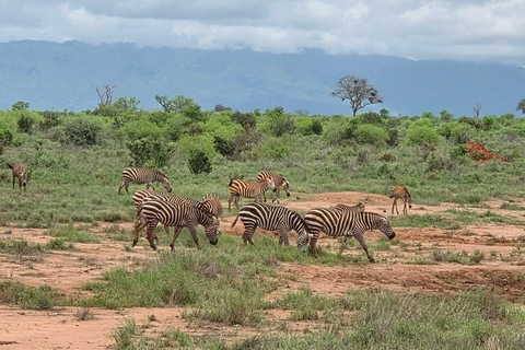 Mombasa:2-Day Tsavo East Wildlife Safari with Overnight Stay