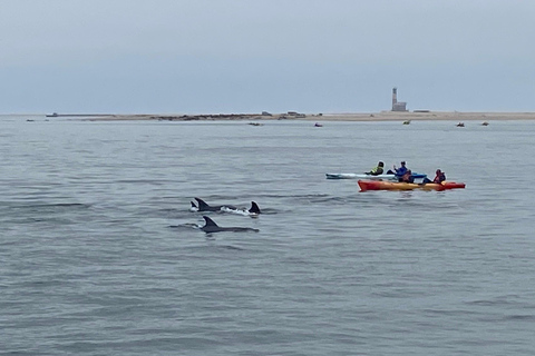 Walvis Bay: Seal Kayaking Adventure with Brunch