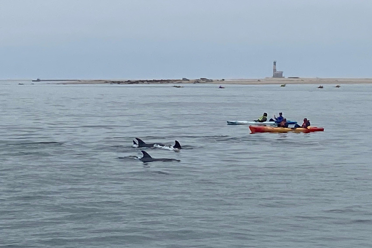 Walvis Bay: Seal Kayaking Adventure with Brunch