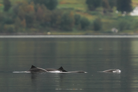 Explore the Norwegian Fjords and the Wildlife from Abisko.