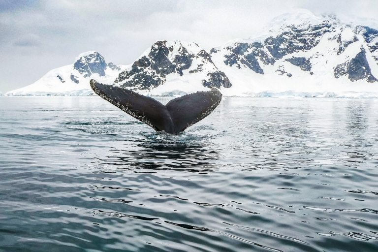 Tromsø: Walbeobachtungstour mit dem hybrid-elektrischen KatamaranAb Tromsø: Whale Watching-Tour per Hybrid-Elektro-Katamaran