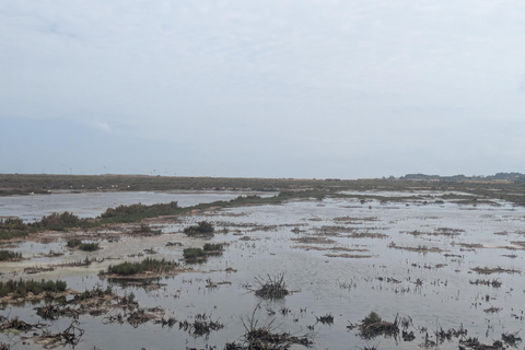 Guided buggy Passenger tour Alvor Ria wetlands