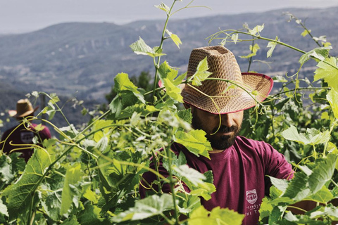 &quot;Desfrute de um passeio exclusivo de degustação de vinhos durante todo o dia em Nemea&quot;