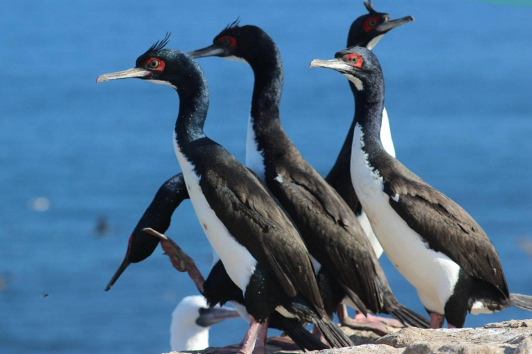 Paracas: Private Paracas National Reserve Tour