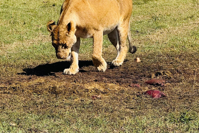 Nairobi National Park Half-Day Guided Safari (4–5 Hours) Nairobi National Park Half-Day Shared Guided Safari