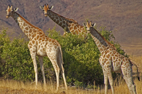 Namibia: Semi-Inclusive Safari Reise __ 12 Tage