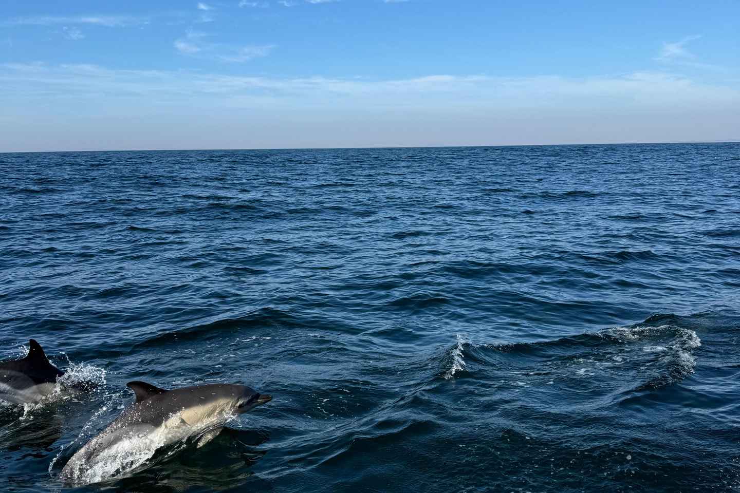 Dolphins Observation Boat Tour in Nazaré