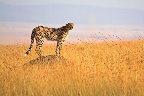 Övernattning Privat safari till Masai MaraPrivat safari med lyxigt boende i Masai Mara över natten