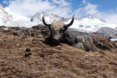 10-D Langtang Trek: Scenic Trails, Glaciers & Mountain Views 10-D Langtang: Scenic Trails, Glaciers & Mountain View (New)