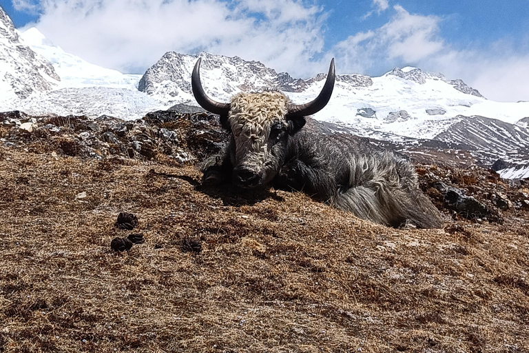 10-D Langtang Trek: Scenic Trails, Glaciers & Mountain Views 10-D Langtang: Scenic Trails, Glaciers & Mountain View (New)