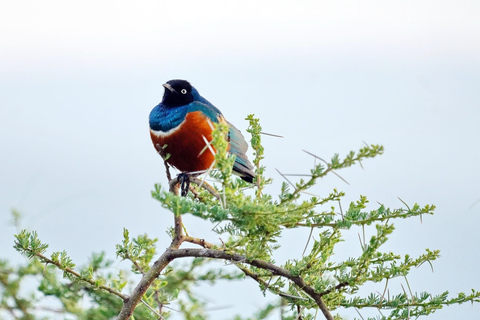 Mombasa: Entdeckungs-Tagestour und Haller Park