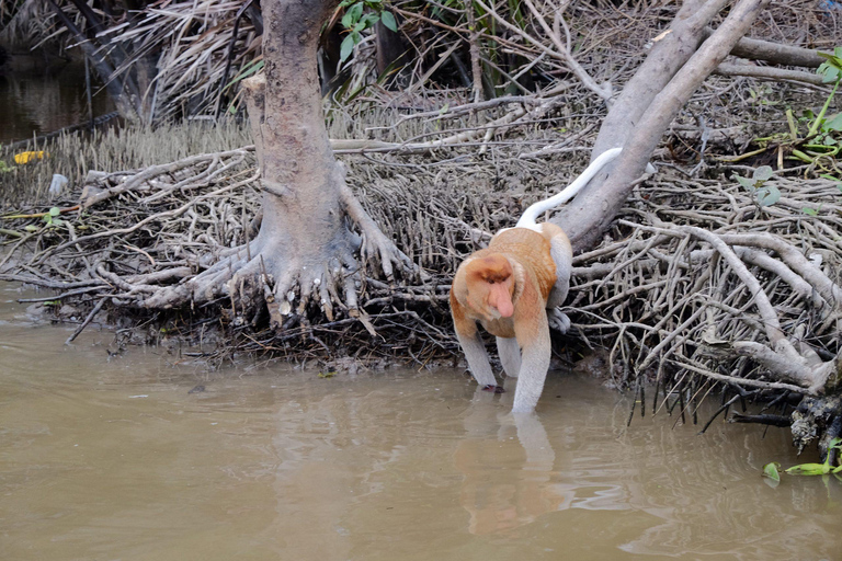 Sabah: Crociera al tramonto con le lucciole di Kawa KawaCrociera al tramonto con le lucciole di Kawa Kawa
