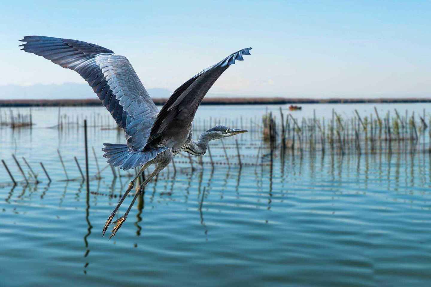 From Valencia: Albufera Natural Park with Sunset Boat Tour