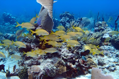Snorkel de día completo en la Isla Catalina + Almuerzo desde Punta CanaRecogida en hoteles y Airbnb en Cap Cana