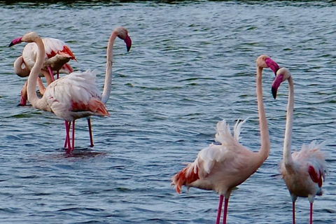 Marsala: Stagnone Lagoon Sailing Tour with Mozia Entry