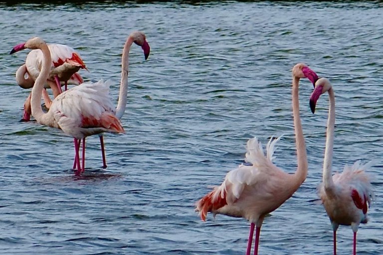 Marsala: Stagnone Lagoon Sailing Tour with Mozia Entry