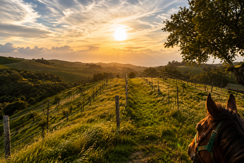 Private Vineyard Horseback Ride in Santa Ynez Valley Santa Barbara: Scenic Canyon Horseback Riding Tour