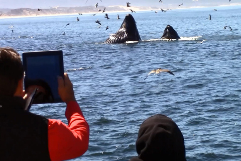 Monterey: Monterey Bay Dolphin and Whale Watching Boat Tour