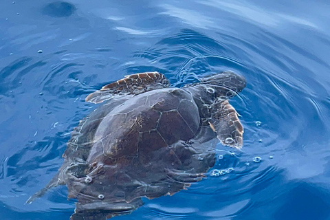 Passeio de barco explorando e procurando golfinhos em Acitrezza