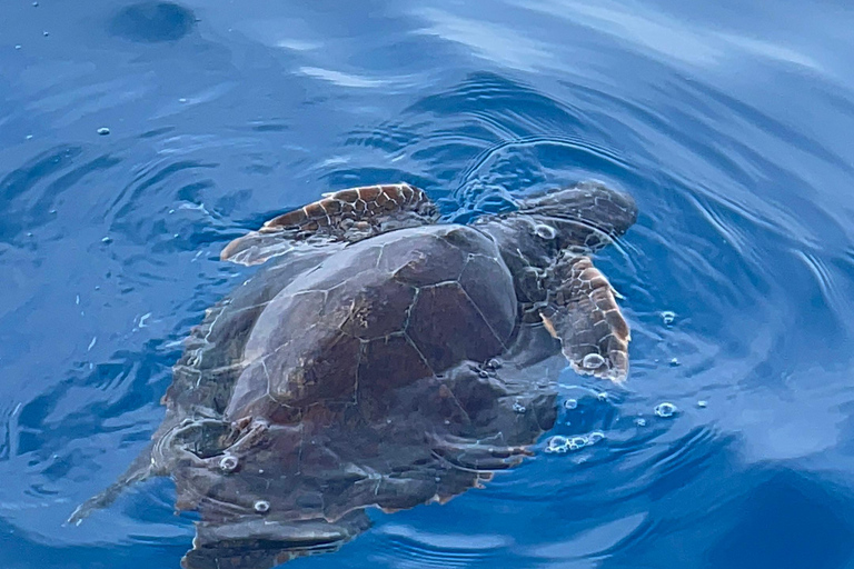 boat tour exploring and searching for dolphins in Acitrezza