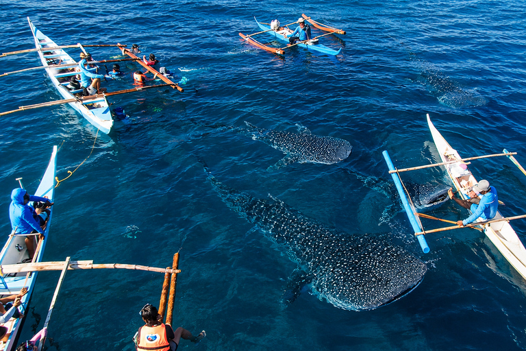 Cebu: Oslob Whale Sharks & Kawasan Canyoneering Tour Shared / Group Tour