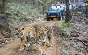 Ranthambore: National Park Jeep Safari