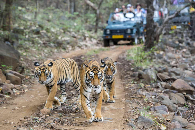 Delhi Agra Jaipur Ranthambore 7 dagars rundtur i Gyllene triangelnRundresa med bil + guide + 5-stjärnigt boende + tigersafari