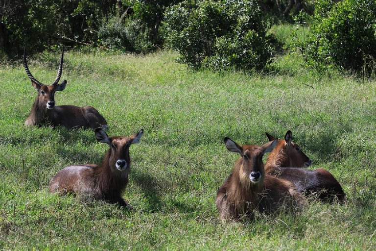 Nairobi: Ol Pejeta Conservancy Day Trip with Game Drives