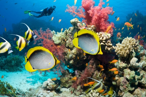 Hurghada : sortie plongée d'une journée avec déjeunerTour de plongée avec 2 sites de plongée