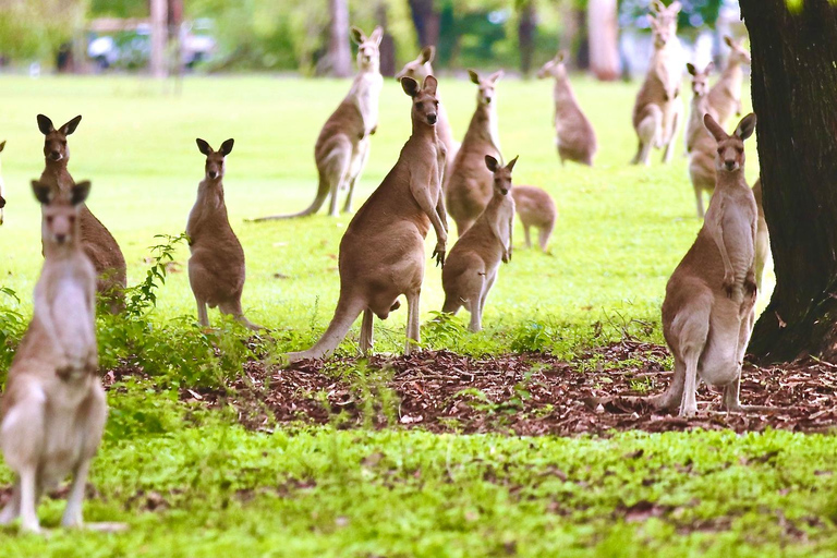 Port Douglas : Private Guide WILDLIFE Safari PrivateGroup | Port Douglas : Private Guide WILDLIFE SAFARI