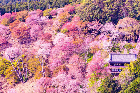 A Thousand Blossoms & Deer: Nara Spring Day Tour