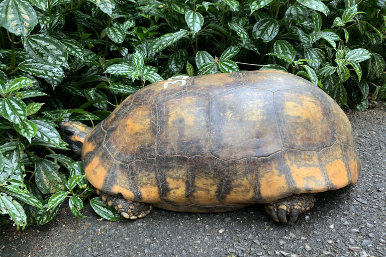 Tour delle cascate e delle grotte del Parco Nazionale di Tijuca