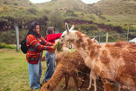 From Cusco: Sunset Llama Trek with Stargazing & Bonfire
