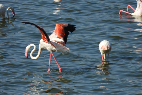 6 Días Tanzania Tour Gran Migración del Ñu