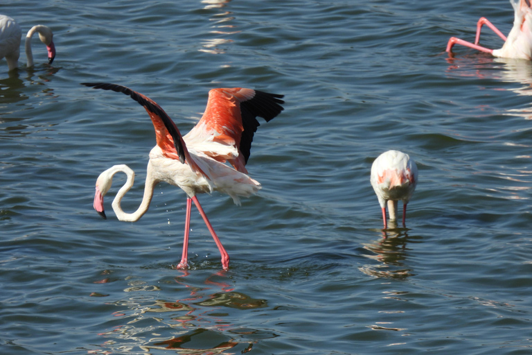 Tour di 6 giorni in Tanzania Grande migrazione degli gnu