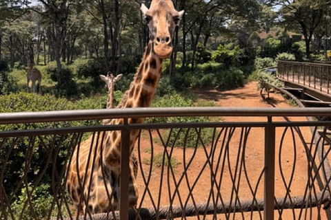Parco nazionale di Nairobi, orfanotrofio degli elefanti e centro delle giraffeParco Nazionale di Nairobi, DSWT e Centro delle Giraffe senza ingresso