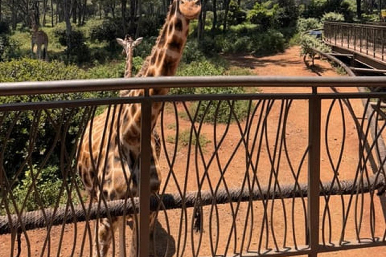 Parco nazionale di Nairobi, orfanotrofio degli elefanti e centro delle giraffeParco Nazionale di Nairobi, DSWT e Centro delle Giraffe senza ingresso