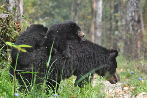 Chitwan National Park Tours: 3 Nights 4 days Full Package